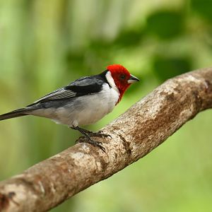 Red-cowled Cardinal (Paroaria dominicana)