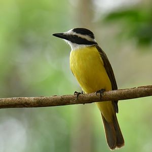 Great Kiskadee (Pitangus sulphuratus)