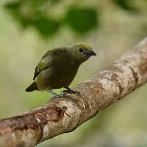 Palm tanager (Thraupis palmarum)