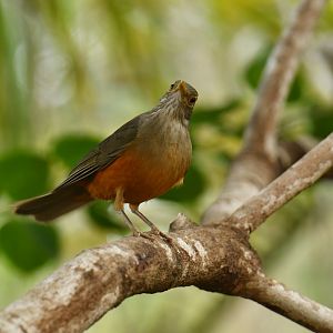 Rufous-bellied Thrush (Turdus rufiventris)