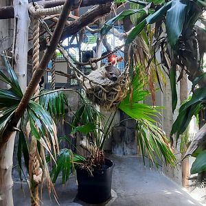 Two-Toed Sloth Exhibit