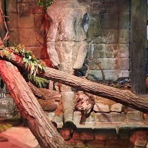 Burmese Python Exhibit