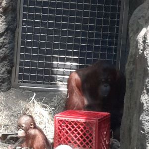 Baby Orangutan