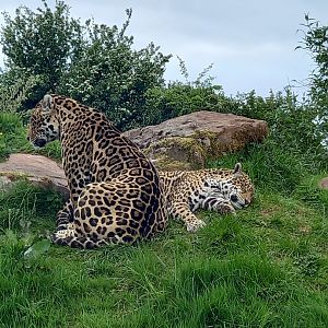 Jaguars