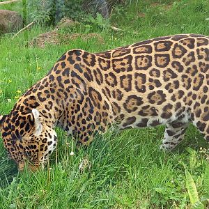 Jaguar