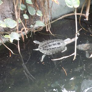 Turtle ID - Unknown Species