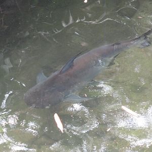 Mekong Giant Catfish