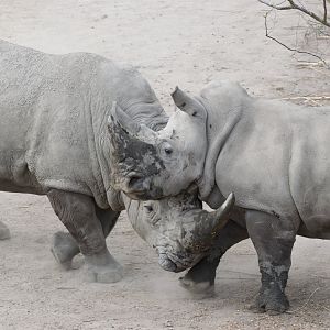 White Rhinos ‘playing’