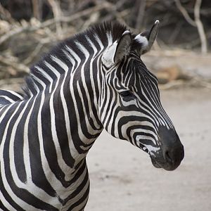 Grant’s Zebra