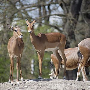Common Impala