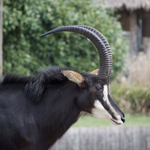 Sable Antelope