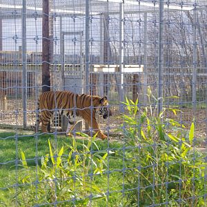 Malayan Tiger- Hamerton Zoo Park 6/3/2022