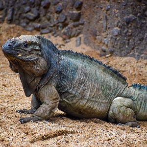 Rhinoceros Iguana