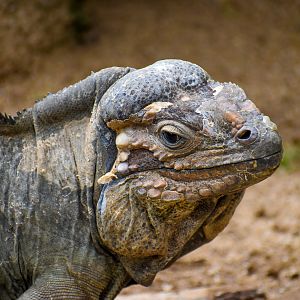 Rhinoceros Iguana