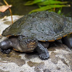 Saw-shelled Turtle