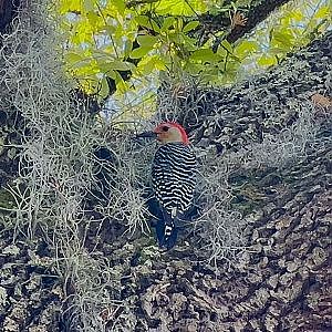 A Bluebird, Woodpecker & Titmouses Oh My! - YouTube