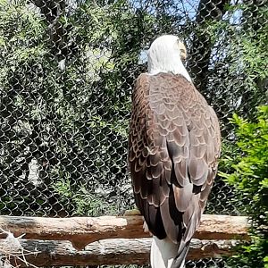 Bald Eagle