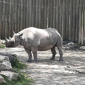 Black Rhino