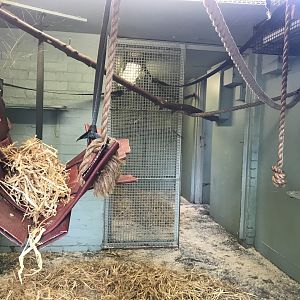 Ring tailed and red bellied lemur indoors