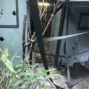 Ring tailed and red bellied lemur indoors (2)