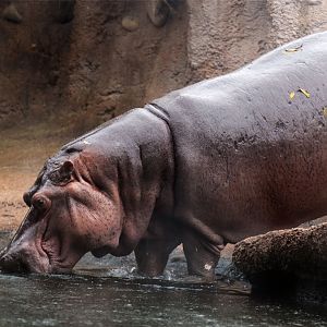 Hippopotamus