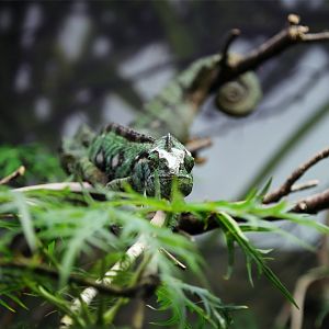 Malagasy Giant Chameleon (Furcifer oustaleti)