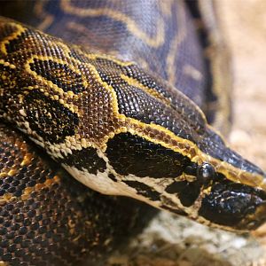 African Rock Python