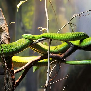 Eastern Green Mamba