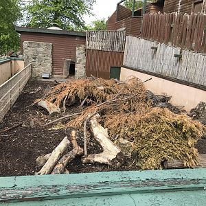 Cape porcupine enclosure