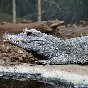Dwarf Crocodile