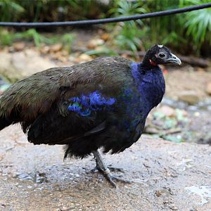 Congo Peafowl