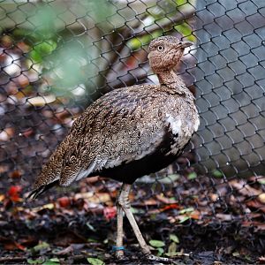 Buff-crested Bustard (Eupodotis gindiana)