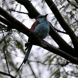 Racket-tailed Roller (Coracias spatulatus)
