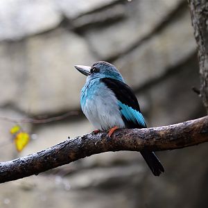 Blue-breasted Kingfisher (Halcyon malimbica)