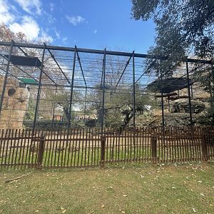 Verreaux Eagle Enclosure (Aquila verreauxii)