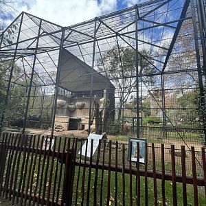 Cape Vulture and Pied Crow Exhibit (Gyps coprotheres, Corvus albus)