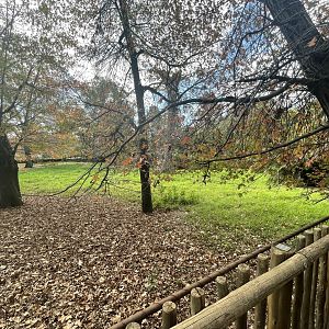 Mountain Bongo Enclosure (Tragelaphus eurycerus isaaci)