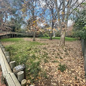 Mountain Bongo Enclosure (Tragelaphus eurycerus isaaci)