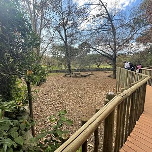European Wild boar enclosure (Sus scrofa)