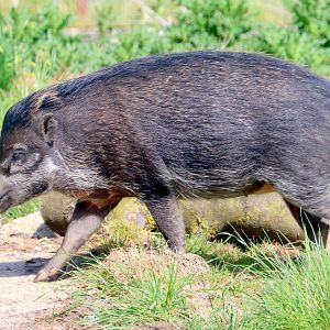 Warty pig; Whipsnade; 13th May 2022