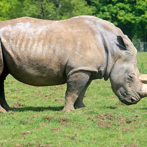 White rhinoceros; Whipsnade; 13th May 2022