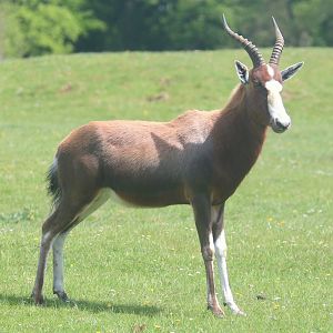 Blesbok; Whipsnade; 13th May 2022