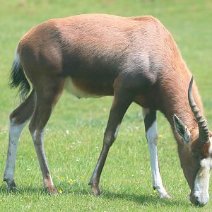 Blesbok; Whipsnade; 13th May 2022