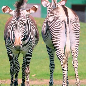 Grevy's zebra; Whipsnade; 13th May 2022