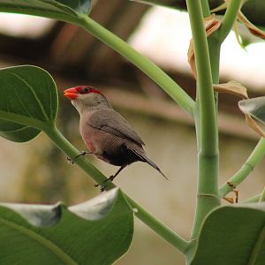 Common waxbill