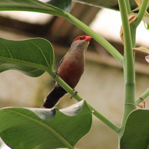 Common waxbill