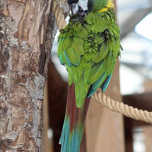 Golden-collared macaw