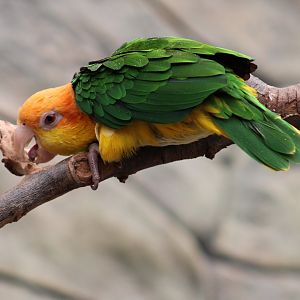 White-bellied parrot