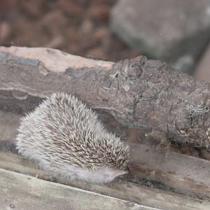 Lesser hedgehog tenrec