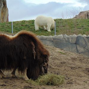 Polar Bears looking over Muskox Exhibit